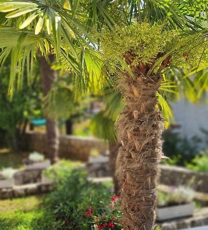 Apartment Garden & Sea ヴォロスコ エクステリア 写真